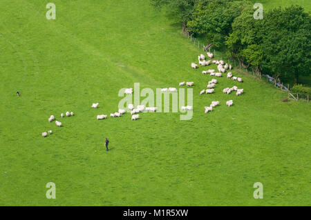 Un' antenna vista in elevazione di un agricoltore e il suo cane di pecora radunare le pecore attraverso un campo in un giorno di Estate, Wales, Regno Unito Foto Stock