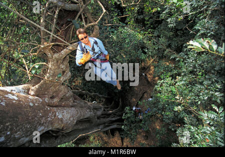 Costa Rica. In prossimità della Liberia. Parco nazionale di Rincon de la Vieja. Turista (donna) ascendente su albero canopy tour. Foto Stock