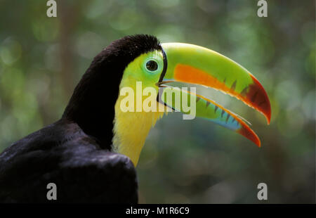 Costa Rica. Tortuguero. Parco Nazionale di Tortuguero. Chiglia fatturati Toucan (Ramphastos sulfuratus). Foto Stock