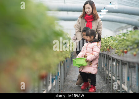 Jiande cinese della provincia dello Zhejiang. 31 gennaio, 2018. I turisti di fragole di prelievo in corrispondenza di una serra in Yangcunqiao città di Jiande City, est della Cina di Provincia dello Zhejiang, Gennaio 31, 2018. La zona di piantagione di fragole qui è di oltre 333 ettari con valore annuale della produzione di raggiungere 700 milioni di yuan (circa 111 milioni di dollari). La città ha salutato 50.000 turisti lo scorso anno. Credito: Weng Xinyang/Xinhua/Alamy Live News Foto Stock