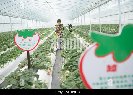 Jiande cinese della provincia dello Zhejiang. 31 gennaio, 2018. Un bambino sceglie le fragole in una serra in Yangcunqiao città di Jiande City, est della Cina di Provincia dello Zhejiang, Gennaio 31, 2018. La zona di piantagione di fragole qui è di oltre 333 ettari con valore annuale della produzione di raggiungere 700 milioni di yuan (circa 111 milioni di dollari). La città ha salutato 50.000 turisti lo scorso anno. Credito: Weng Xinyang/Xinhua/Alamy Live News Foto Stock