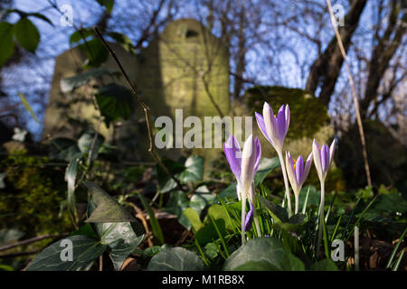 Londra, Regno Unito. Il 1° febbraio 2018. Regno Unito: Meteo Crocus di primavera i fiori sbocciano nella luce del mattino a Tower Hamlets Cimitero Parco. Credito: Guy Corbishley/Alamy Live News Foto Stock