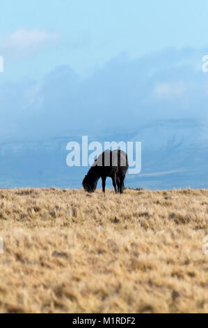 Builth Wells, Powys, Regno Unito. Il 1 febbraio 2018. Deboli nevicate e terribilmente freddo nord ovest si snoda su terra alta in Powys, Wales, Regno Unito. Un nero Welsh Mountain pony sfiora in alto la brughiera Mynydd gamma Epynt contro uno sfondo di vette innevate dei Brecon Beacons in Powys. © Graham M. Lawrence/Alamy Live News. Foto Stock