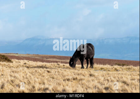 Builth Wells, Powys, Regno Unito. Il 1 febbraio 2018. Deboli nevicate e terribilmente freddo nord ovest si snoda su terra alta in Powys, Wales, Regno Unito. Un nero Welsh Mountain pony sfiora in alto la brughiera Mynydd gamma Epynt contro uno sfondo di vette innevate dei Brecon Beacons in Powys. © Graham M. Lawrence/Alamy Live News. Foto Stock