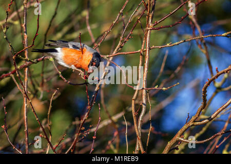 Burley Woodhead, West Yorkshire, Regno Unito. Il 1 febbraio 2018. Regno Unito Meteo: UN MASCHIO bullfinch (pyrrhula pyrrhula) alimentazione con voracità sui nuovi germogli. Credito: Rebecca Cole/Alamy Live News Foto Stock