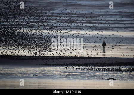 Blackpool, Regno Unito. Il 1° febbraio 2018. Un fotografo solitario sorge di fronte al Starling Murmuration a Blackpool North Pier. Credito: Russell Millner/Alamy Live News Foto Stock