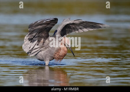 Reddish Garzetta (Egretta rufescens) dancing in una laguna come steli di un pesce - San Pietroburgo, Florida Foto Stock