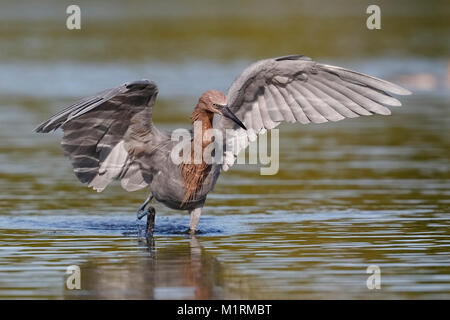 Reddish Garzetta (Egretta rufescens) dancing in una laguna come steli di un pesce - San Pietroburgo, Florida Foto Stock