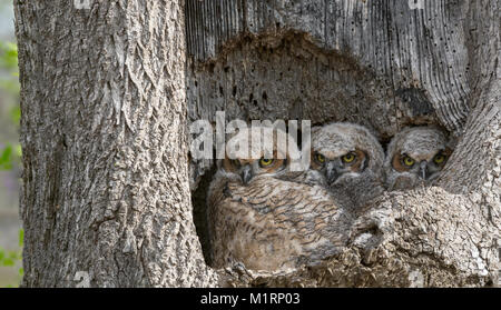 Grande cornuto Owlets Foto Stock