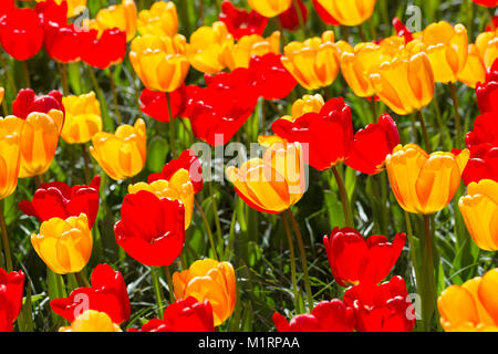 Il rosso e il giallo i tulipani Foto Stock