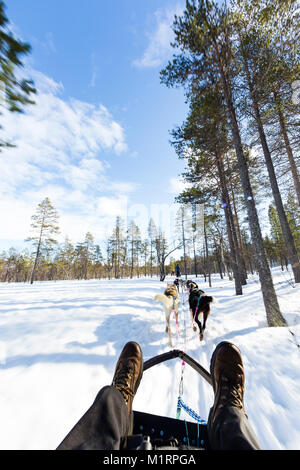 Overbygd, Norvegia. In prima persona lo sleddog azione girato nella soleggiata condizioni invernali. Foto Stock