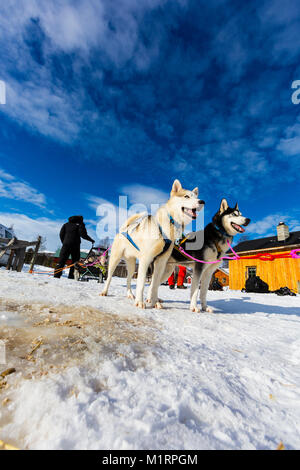 Overbygd, Norvegia. Slitte trainate dai cani Cani contro il cielo blu nella soleggiata condizioni invernali Foto Stock