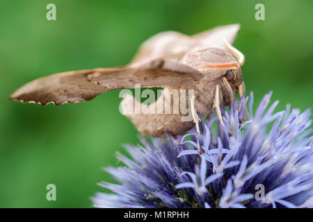 Il PIOPPO Hawk-moth in appoggio sul globo terrestre thistle - Laothoe populi Foto Stock