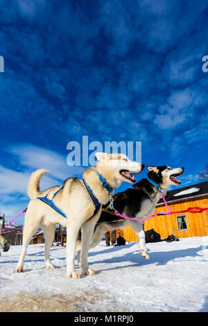 Overbygd, Norvegia. Slitte trainate dai cani Cani contro il cielo blu nella soleggiata condizioni invernali Foto Stock
