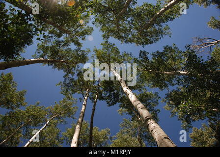 Verso l'alto vista attraverso gli alberi di betulla con luce solare a chiazze proveniente attraverso Foto Stock