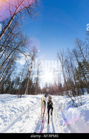 Overbygd, Norvegia. Prima persona lo sleddog azione girato nella soleggiata condizioni invernali. Foto Stock