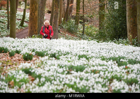 A woman looks at snowdrops at Rococo Garden in Painswick, Gloucestershire, where the traditional winter flowers are in full bloom. Foto Stock