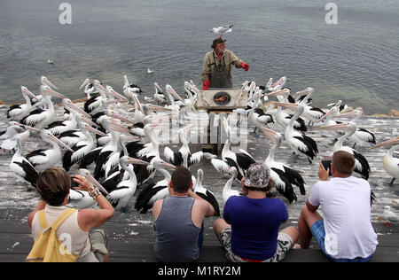 Pelican alimentare a Kingscote su Kangaroo Island Foto Stock