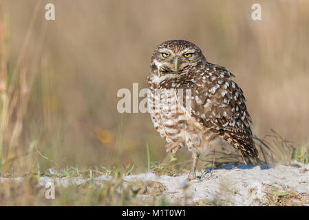 Scavando Il Gufo in Florida Foto Stock