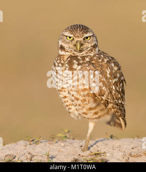 Scavando Il Gufo in Florida Foto Stock