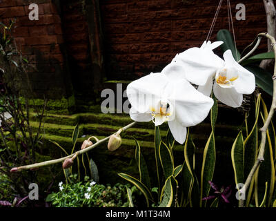 Close-up di wild le orchidee bianche (phalaenopsis) contro il buio, sfondo naturale Foto Stock