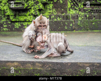Due baby scimmie in Ubud Santuario della Foresta delle Scimmie Foto Stock