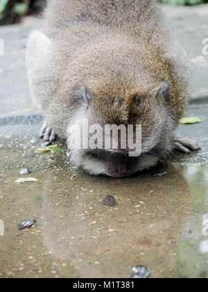 Scimmia macaco acqua potabile da una pozzanghera Foto Stock