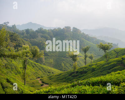 Le piantagioni di tè in Munnar Kerala, India Foto Stock