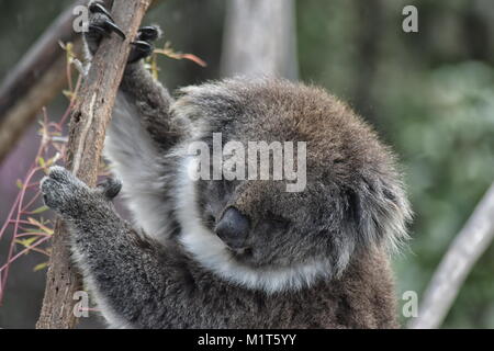 Koala (Phascolarctos cinereus) fino in prossimità della testa Foto Stock