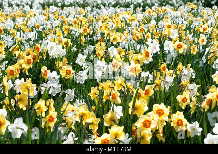 Campo di narcisi Foto Stock