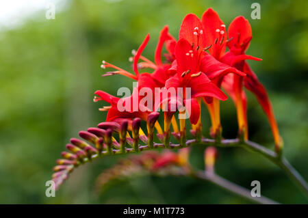 Crocosmia 'Lucifero' Foto Stock