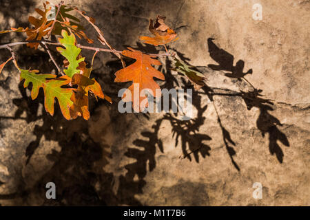 Autunno Gambel Oak, Quercus gambelii, foglie e ombre all'interno di Salt Creek Canyon nel distretto di aghi del Parco Nazionale di Canyonlands, Utah, Stati Uniti d'America Foto Stock