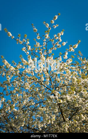 Fiore bianco del Prunus avium si illumina contro un cielo azzurro di aprile nel Regno Unito Foto Stock