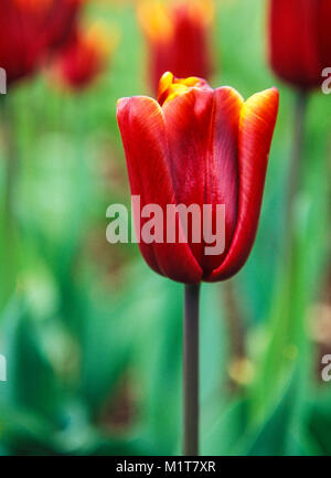 Tulip "Abu Hassan' Foto Stock