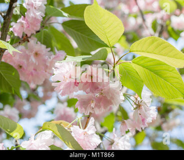 La Fioritura dei rami di ciliegia giapponese. Bellissimi fiori rosa sullo sfondo Foto Stock