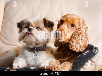 Indoor ritratto di pet: Pomerania shih tzu & rosso cocker spaniel, rannicchiò insieme sul divano di pelle in casa di famiglia. Meglio di amici seduti fianco a fianco. Foto Stock