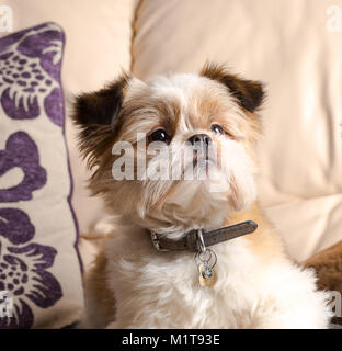 Vista frontale dettagliata close up della famiglia cane, Pomerania Shih Tzu, bello e comodo sul divano in pelle a casa! Amato membro della famiglia in casa. Foto Stock