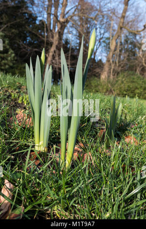 First Daffadil buds Foto Stock