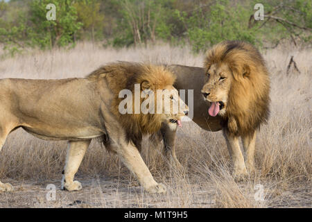 Un maschio lion (Panthera leo) apparentemente bloccata la lingua fuori ad un altro maschio di leone. Foto Stock