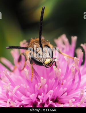 Solco comune-bee (Lasioglossum calceatum) appollaiato su un thistle. Un vicino la foto della sua testa. Cahir, Tipperary, Irlanda. Foto Stock