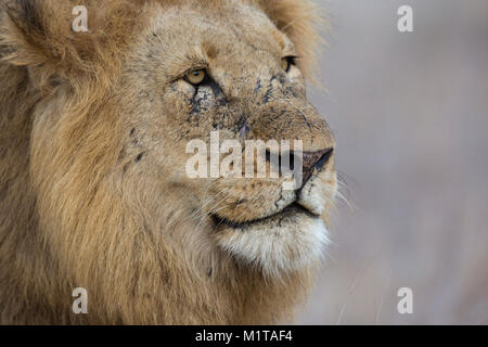 Maschio a tenuta di Lion (Panthera leo) ritratto che mostra una faccia cicatriziale dopo molti combattimenti Foto Stock