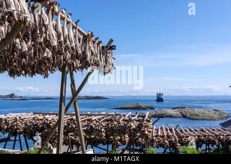 Å, un piccolo villaggio di pescatori di merluzzo bianco, Gadus morhua, essiccamento come stoccafisso su scaffalature in legno , Moskenes, arcipelago delle Lofoten, Norvegia Foto Stock