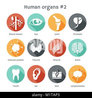 Vettore icone rotonde di organi umani come la pelle, il cervello e il sistema sanguigno. Design piatto Illustrazione Vettoriale