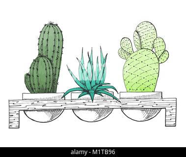 Schizzo tre piante succulente in vasi su un supporto di legno. Acquerello stilizzato. Illustrazione Vettoriale. Illustrazione Vettoriale