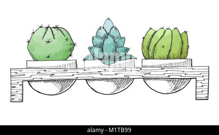 Schizzo tre piante succulente in vasi su un supporto di legno. Acquerello stilizzato. Illustrazione Vettoriale. Illustrazione Vettoriale