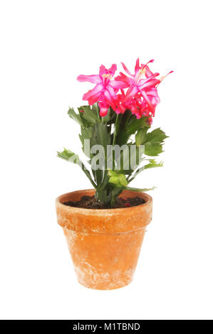 Fioritura cactus di Natale pianta in un vaso in terracotta isolata contro bianco Foto Stock