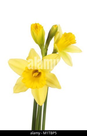 Daffodil fiori e boccioli isolata contro bianco Foto Stock
