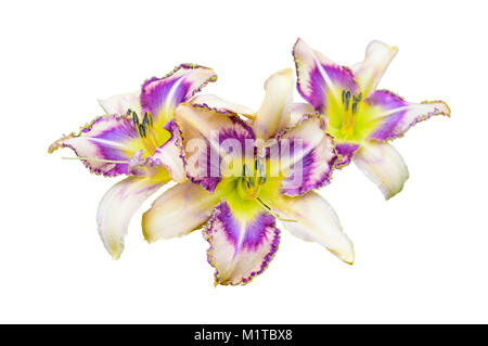 Bella daylily multicolore (Hemerocallis) closeup isolati su sfondo bianco Foto Stock