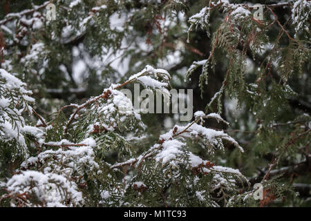 La neve cade sull'albero in inverno Foto Stock