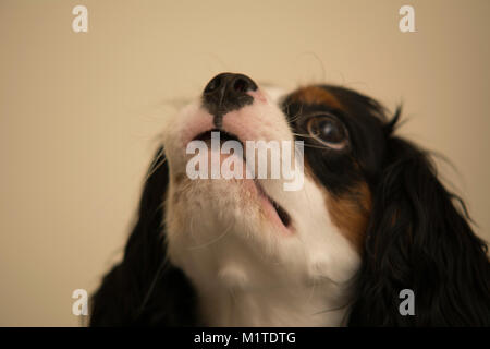 Tricolore Cavalier King Charles Spaniel guardando verso l'alto Foto Stock